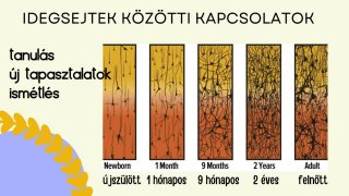 4. fejezet Hogyan tanul az agy?